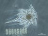Photo of Cirripedia: larval stages